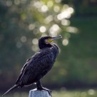 resting cormorant